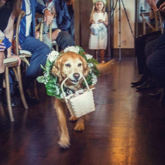 Perro cargando la canasta con los anillos de la boda