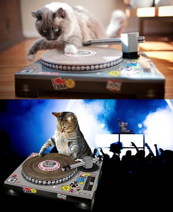 Gatos con razcador en forma de tablero DJ