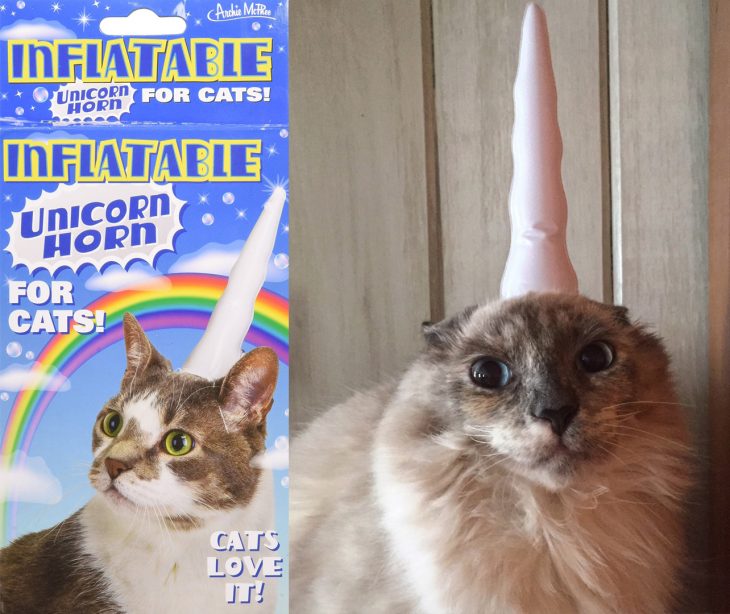 Gato asustado con cuerno de unicornio