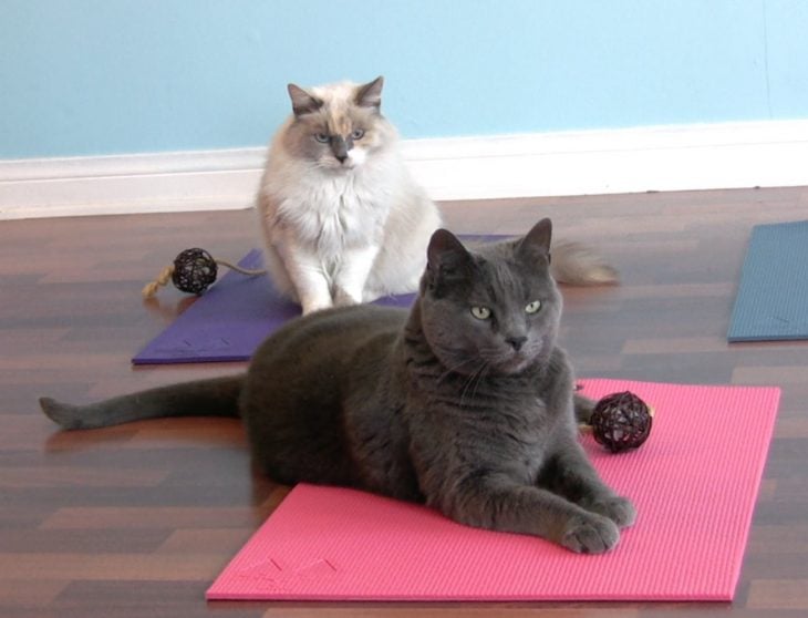 Gato blanco y negro acostados sobre tapetes para yoga