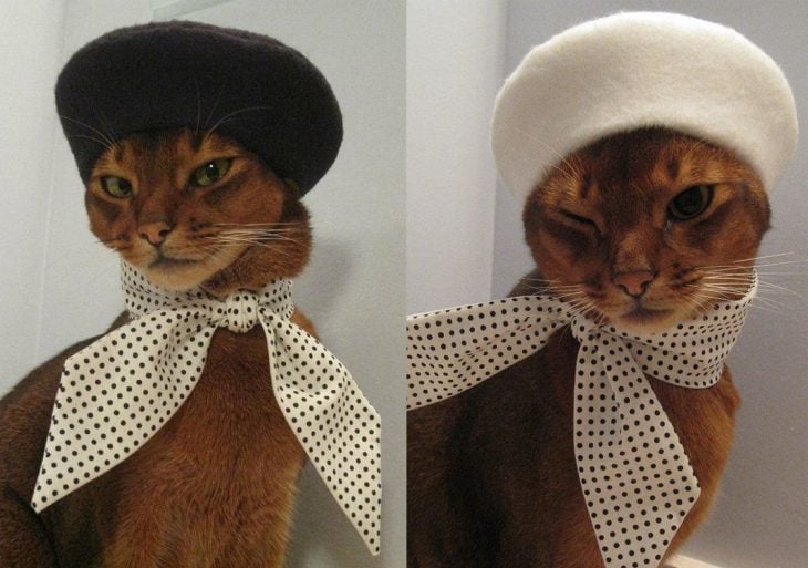 Gatos vestidos con boinas francesas