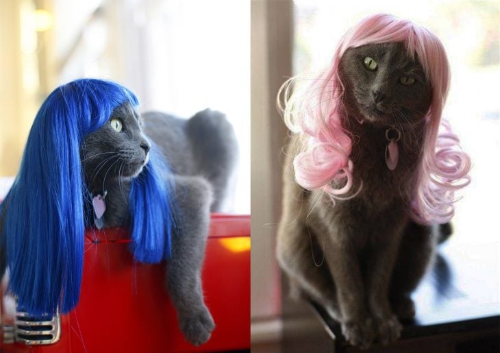 Gatos grises con pelucas rosa y azul