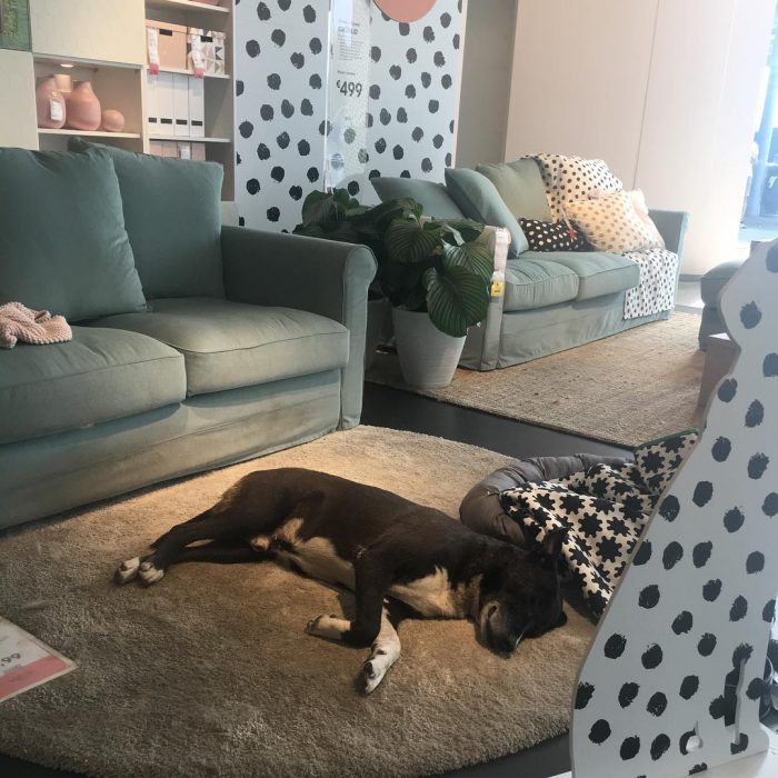 Perro dormido sobre una alfombra gris