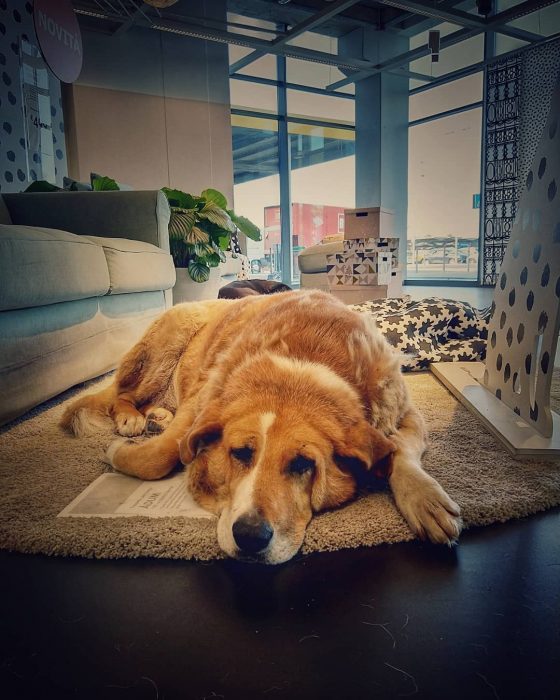 perro recostado sobre una alfombra beige