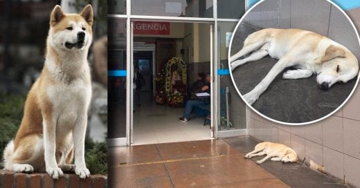 Perrito espera a su dueño que falleció en hospital; es el Hachiko peruano