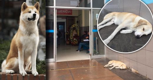 Perrito espera a su dueño que falleció en hospital; es el Hachiko peruano