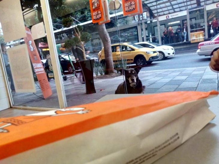Perro gordo sentado afuera de una pizzería esperando una rebanada de pizza