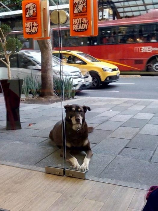 Perro gordo sentado afuera de una pizzería esperando una rebanada de pizza