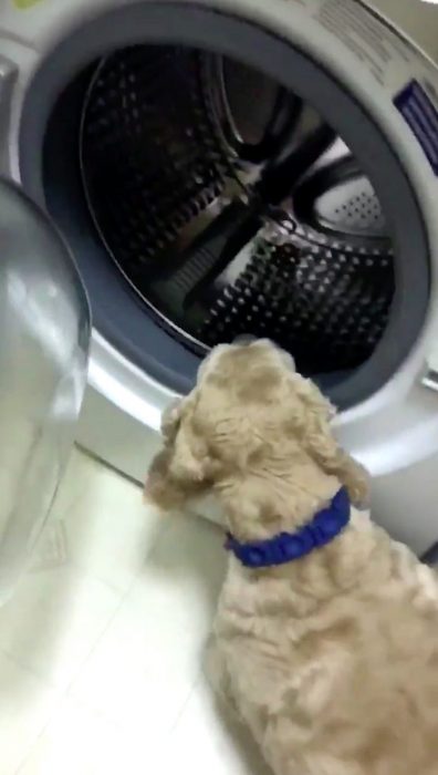 Perrito revisando la secadora para asegurarse de que no esté su peluche ahí