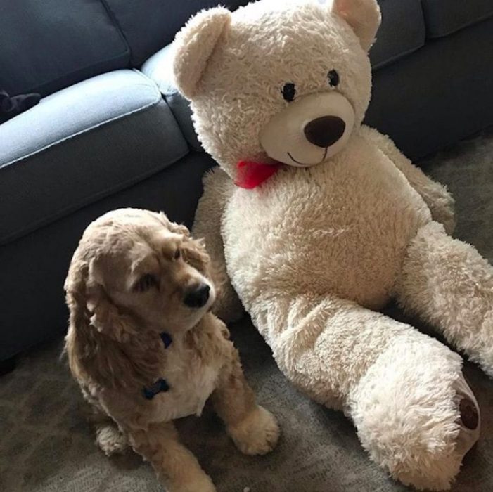 Perrito sentado junto a su peluche favorito en la sala