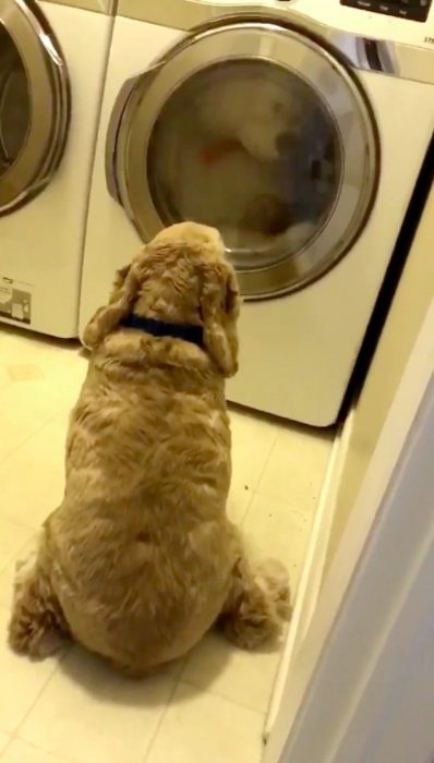 Perrito viendo la secadora esperando que su peluche salga 