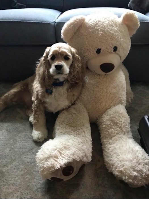 Perrito sentado junto a su peluche favorito en la sala