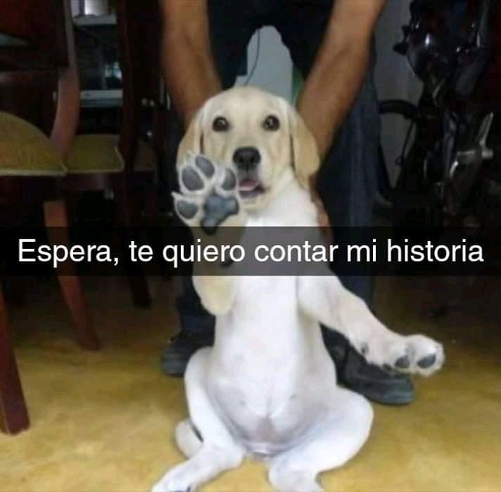 Historia de perrita labrador a la que le picó una garrapata