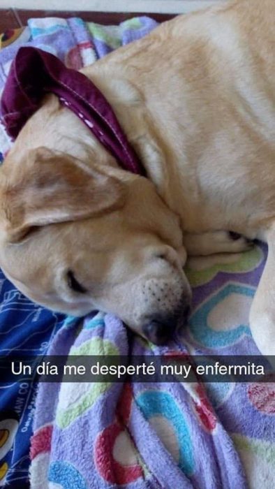 Historia de perrita labrador a la que le picó una garrapata