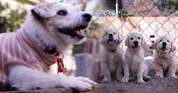 Netflix anuncia su nueva serie para los amantes de los perros