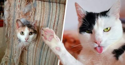 16 Razones para entender la magia y misterio que hay detrás de un gato