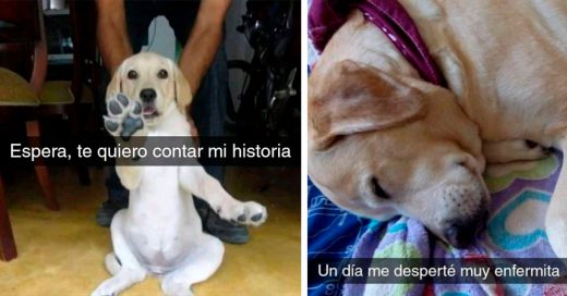 La historia de esta perrita a la que le picó una garrapata te romperá el corazón