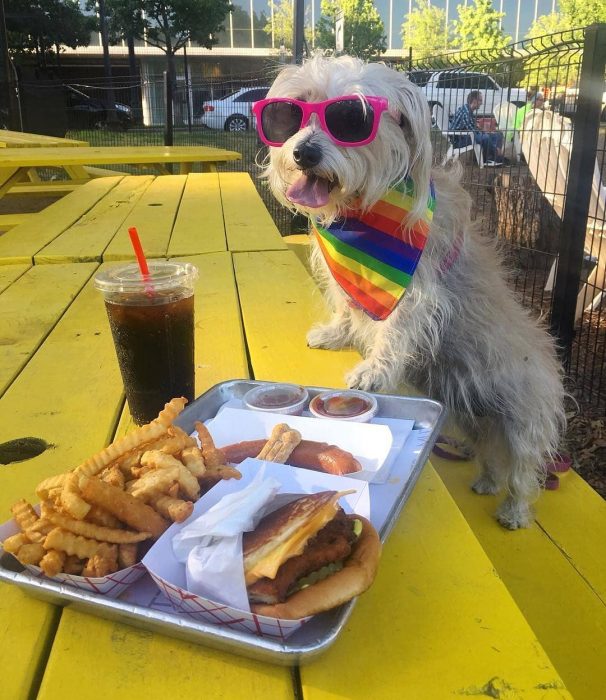 perrito con lentes rosas y comida 