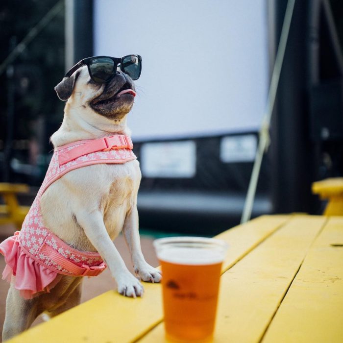 Perro con vestido rosa y lentes 