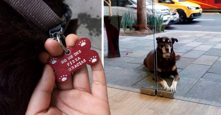 Este perrito solo quería pizza pero sus dueños creían que ya estaba muy gordo