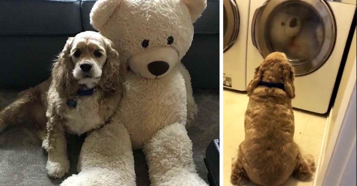 Este perrito vigila a su peluche favorito mientras lo están lavando