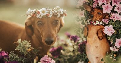 Adorable perrita embarazada protagoniza la sesión fotográfica más dulce del año