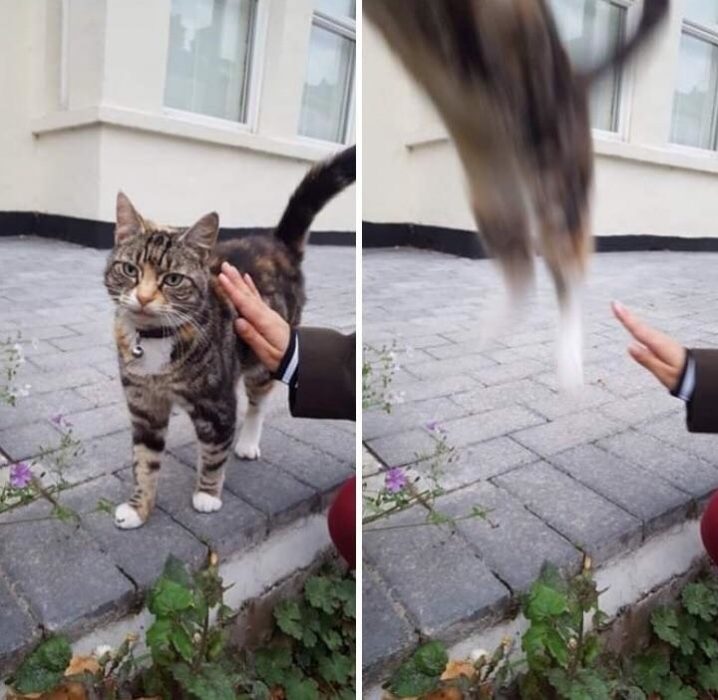 gato con mano y gato saltando 