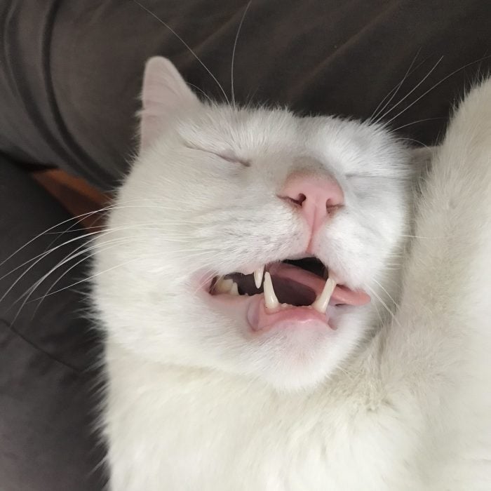 gato blanco durmiendo con hocico abierto 