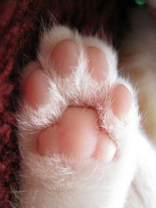 patas de gato rosas y suaves 