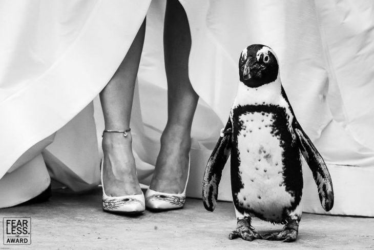 zapatos blancos de novia con plumas de pavoreal y pingüino