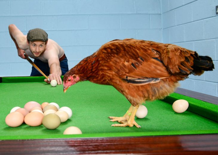 Hombre posando para un calendario irlandés 2019 junto animales de granja 