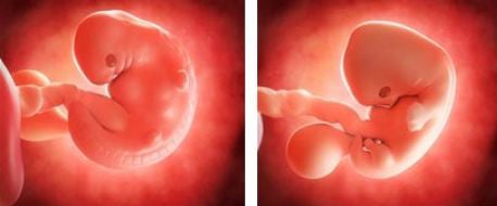 Semana paso a paso del crecimiento de un embrión