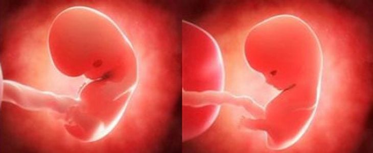 Semana paso a paso del crecimiento de un embrión