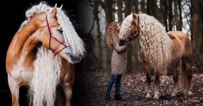 Rapunzel es la yegua que se ha ganado el corazón de todo Internet; ¡envidiarás su espectacular melena!