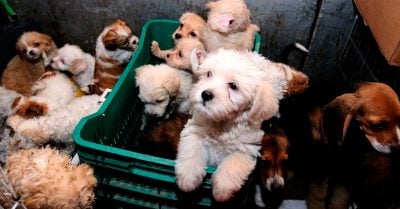 ¡Por fin! Facebook prohíbe los anuncios de venta de cachorros en su plataforma