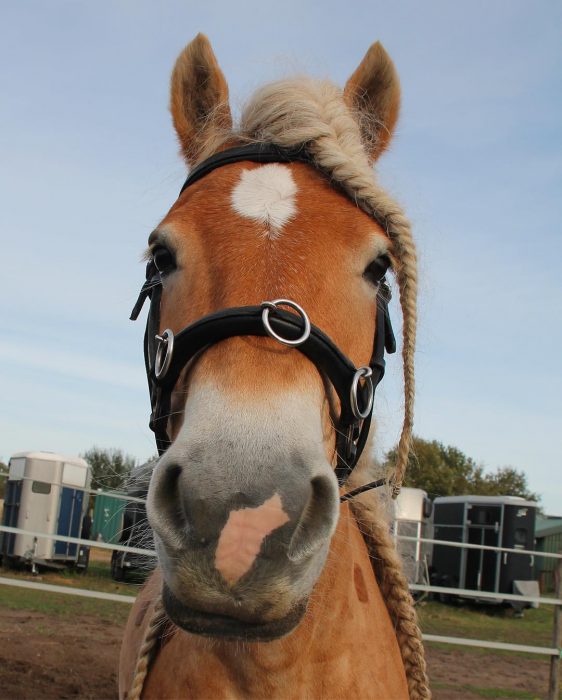 caballo naranja con cabello rubio y trenza 