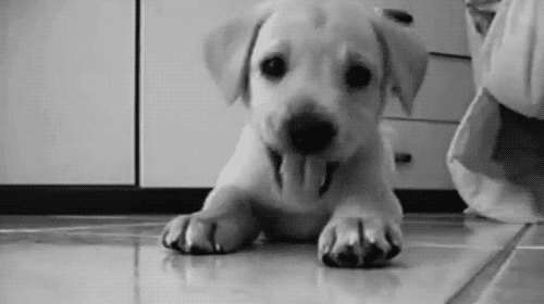 gif perro cachorro en el suelo blanco y negro 