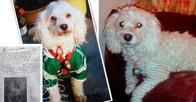 Roban perrito a una pareja de ancianos; ofrecen todo lo que tienen para recuperarlo