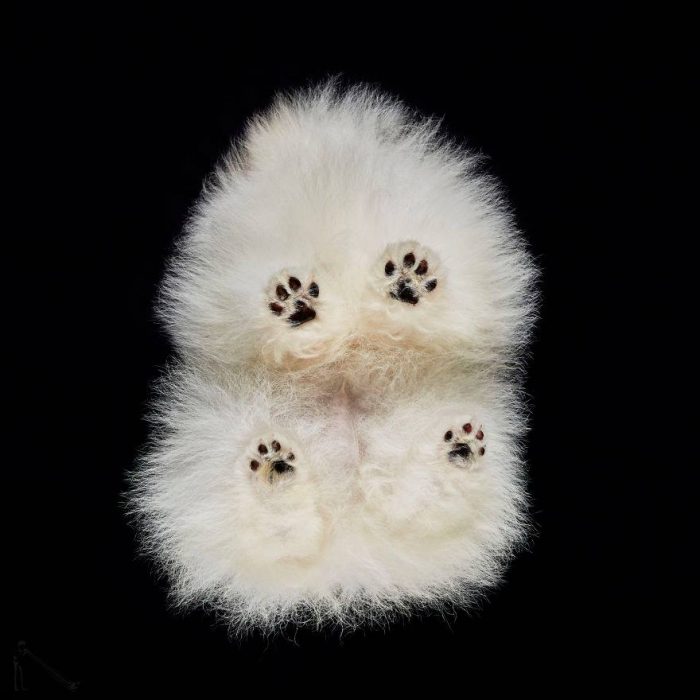 perro blanco con patitas y fondo negro 