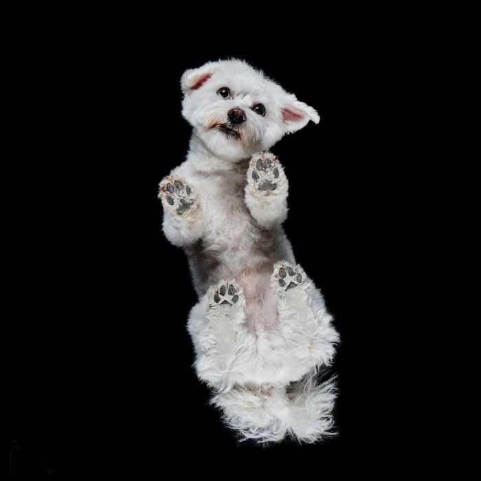 perro blanco con patitas y fondo negro 