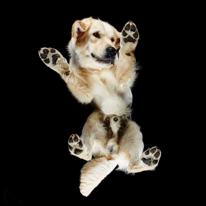 perro blanco con patitas y fondo negro 