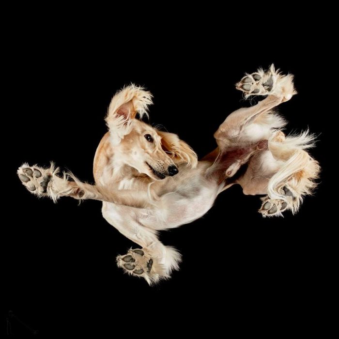 perro blanco con patitas y fondo negro 