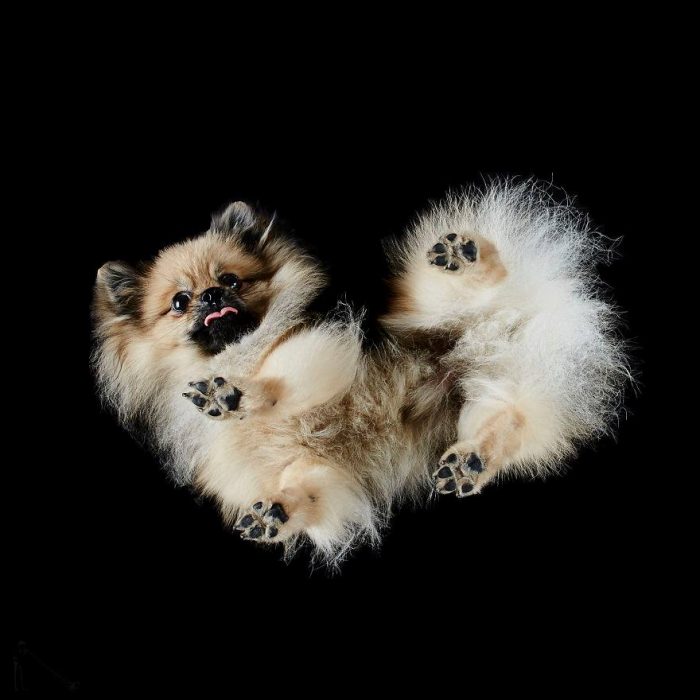 perro blanco con patitas y fondo negro 