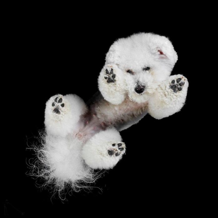 perro blanco con patitas y fondo negro 