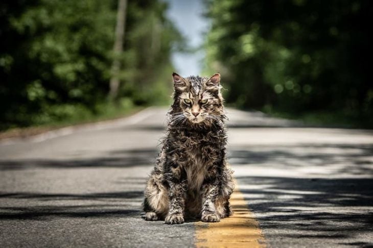 un gato en medio de la carretera