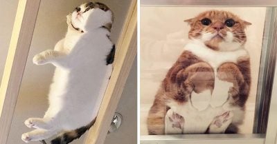 15 Divertidas fotos de gatos sentados en mesas de vidrio que te harán amarlos aún más