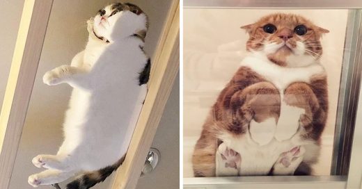 15 Divertidos gatos sentados en mesas de vidrio que se ven esponjocitos y adorables