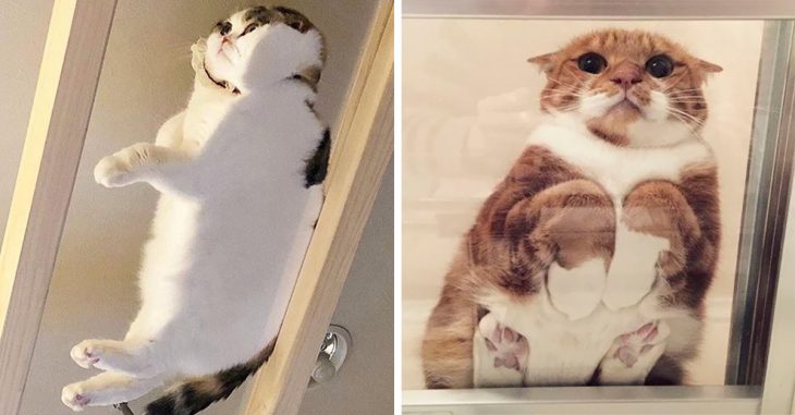 15 Divertidos gatos sentados en mesas de vidrio que se ven esponjocitos y adorables