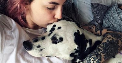 Ya puedes pedir permiso laboral para cuidar a tu mascota