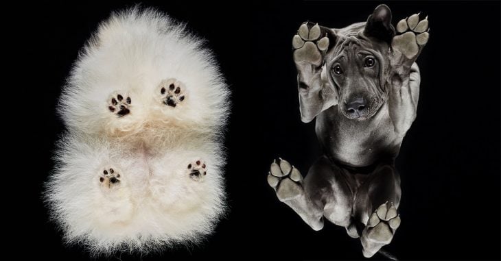 Under-Dogs: fotógrafo retrata la ternura de cuatro patitas en "debajo de los perros" 